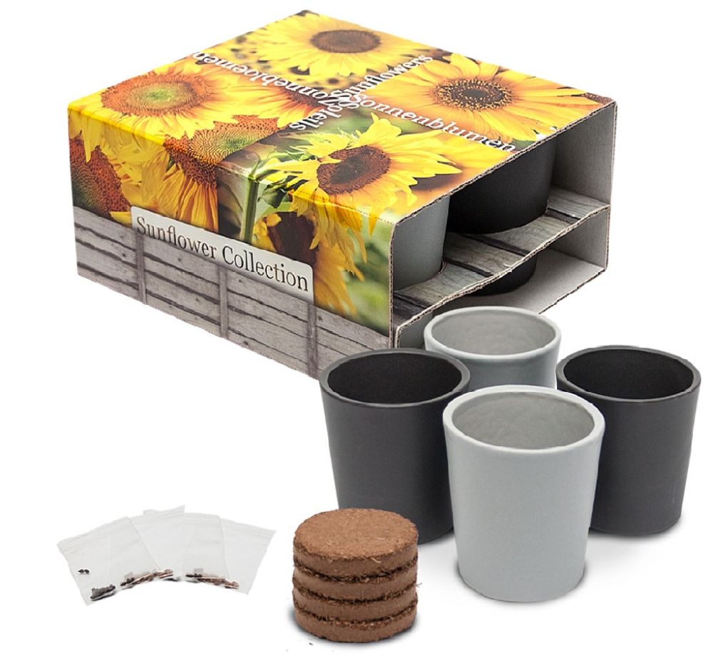 Set of pots of sunflower | Eco gift